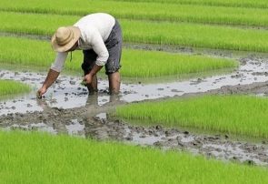برای تداوم تولید داخلی، اجازه توزیع برنج خارجی را ندهید