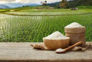 نیمی از محصول برنج استان گیلان برداشت شد