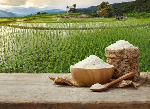 نیمی از محصول برنج استان گیلان برداشت شد