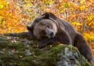 روایت یگان حفاظت محیط زیست از مرگ خرس قهوه‌ای و پلنگ ایرانی