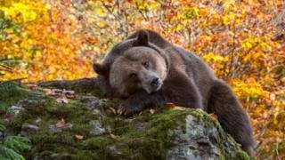 روایت یگان حفاظت محیط زیست از مرگ خرس قهوه‌ای و پلنگ ایرانی