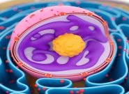 دستاوردهای سلولی محققان کشور برای درمان بیماری‌ها از ناباروری تا سرطان