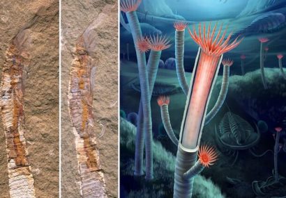تکمیل یک قطعه دیگر از پازل فرگشت با کشف فسیل‌های ۵۵۰ میلیون ساله