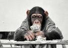 شگفتی محققان از قدرت تفکر میمون‌ها