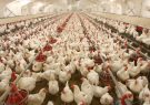 تامین نهاده با قیمت سال قبل/ نظارت واحدهای‌ مرغ مادر بر قیمت جوجه