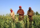 راهبرد ایران برای مقابله با تولید موادمخدر؛ آمادگی برای اجرای «کشت جایگزین» در افغانستان