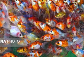 تکثیر و پرورش بیش از ۲۰۰ نژاد ماهی قرمز در کشور/ صادرات هم داریم