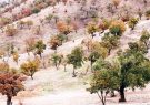 مداخلات انسانی عامل گسترش آفات در اراضی زاگرس