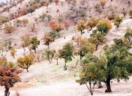مداخلات انسانی عامل گسترش آفات در اراضی زاگرس
