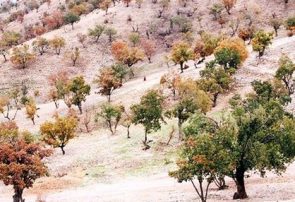 مداخلات انسانی عامل گسترش آفات در اراضی زاگرس