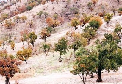 مداخلات انسانی عامل گسترش آفات در اراضی زاگرس