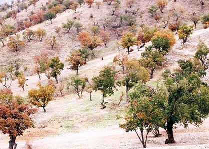 مداخلات انسانی عامل گسترش آفات در اراضی زاگرس
