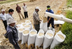 قیمت برنج شمال تا ۲۰ درصد کاهش یافت