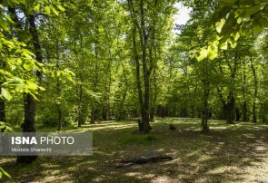 افزایش محسوس دما در شمال کشور/ احتمال آتشسوزی جنگلها افزایش محسوس دما در شمال کشور/ احتمال آتشسوزی جنگلها