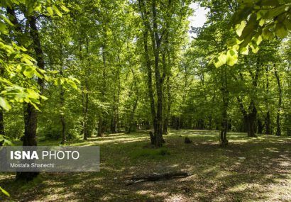 افزایش محسوس دما در شمال کشور/ احتمال آتشسوزی جنگلها افزایش محسوس دما در شمال کشور/ احتمال آتشسوزی جنگلها