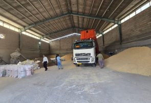 ورود سازمان بازرسی به واردات و توزیع نهاده‌های دامی