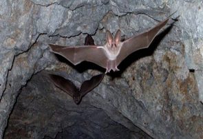 پویش «کلاهها روی زمین»/ حمایت غارنوردان از خواب زمستانی خفاشها پویش «کلاهها روی زمین»/ حمایت غارنوردان از خواب زمستانی خفاشها