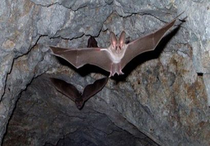 پویش «کلاهها روی زمین»/ حمایت غارنوردان از خواب زمستانی خفاشها پویش «کلاهها روی زمین»/ حمایت غارنوردان از خواب زمستانی خفاشها