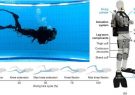 تحول در دنیای غواصی؛ پیرااسکلتی که مصرف اکسیژن را ۲۳ درصد کاهش می‌دهد