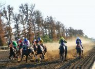 ۲۰۲ اسب برای هفته سوم کورس گنبدکاووس به خط شدند ۲۰۲ اسب برای هفته سوم کورس گنبدکاووس به خط شدند