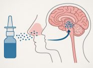 طراحی دارویی به صورت قطرهٔ بینی برای حذف تومورهای مغزی