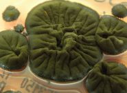 قارچ سیاه چرنوبیل: موجودی که تشعشعات هسته‌ای را می‌خورد