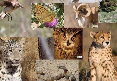 اهمیت حضور فعال ایران در کنوانسیون بین‌المللی گونه‌های جانوری در معرض خطر