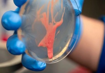 کشف راز یک قاتل نامرئی: این باکتری گیاهان را از پا درمی‌آورد