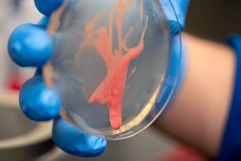 کشف راز یک قاتل نامرئی: این باکتری گیاهان را از پا درمی‌آورد